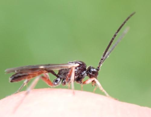 Réf. 293 638 : Phygadeuontinae inconnu